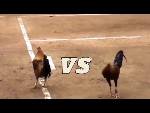 Sabong//Mayahin Against Pulo/Perfect Fight