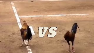 Download lagu Sabong//Mayahin Against Pulo/Perfect Fight mp3