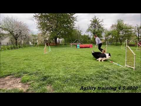 Agility training I Iziček