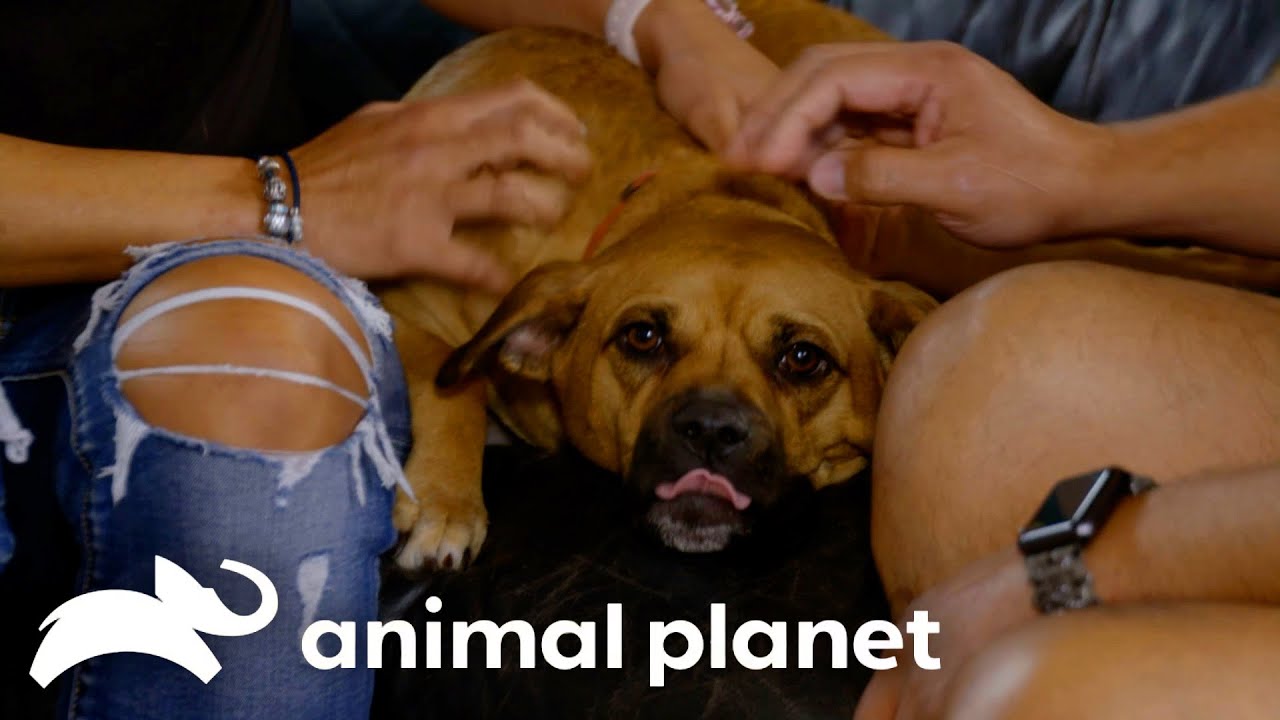 Empty Nesters Need a New Friend! | Pit Bulls and Parolees | Animal Planet