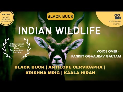 Pandit Gaurav Gautam HindI Documentary Voice Over - Wildlife - Black Buck