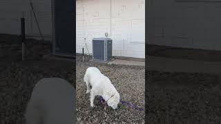 Video preview image #1 Great Pyrenees-Unknown Mix Puppy For Sale in Grafton, WI, USA