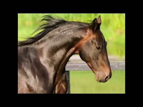 CHRHF 2012 Inductee - Astreos