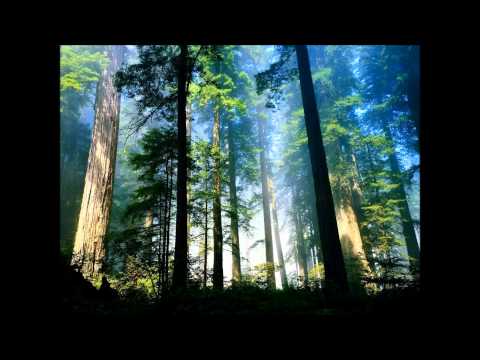 Maja Ratkje - The Woods Have Ears