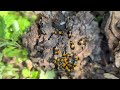 Fungus Beetles Found in Dead Tree in Cream Ridge, NJ