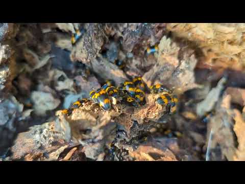 Fungus Beetles Found in Dead Tree in Cream Ridge, NJ