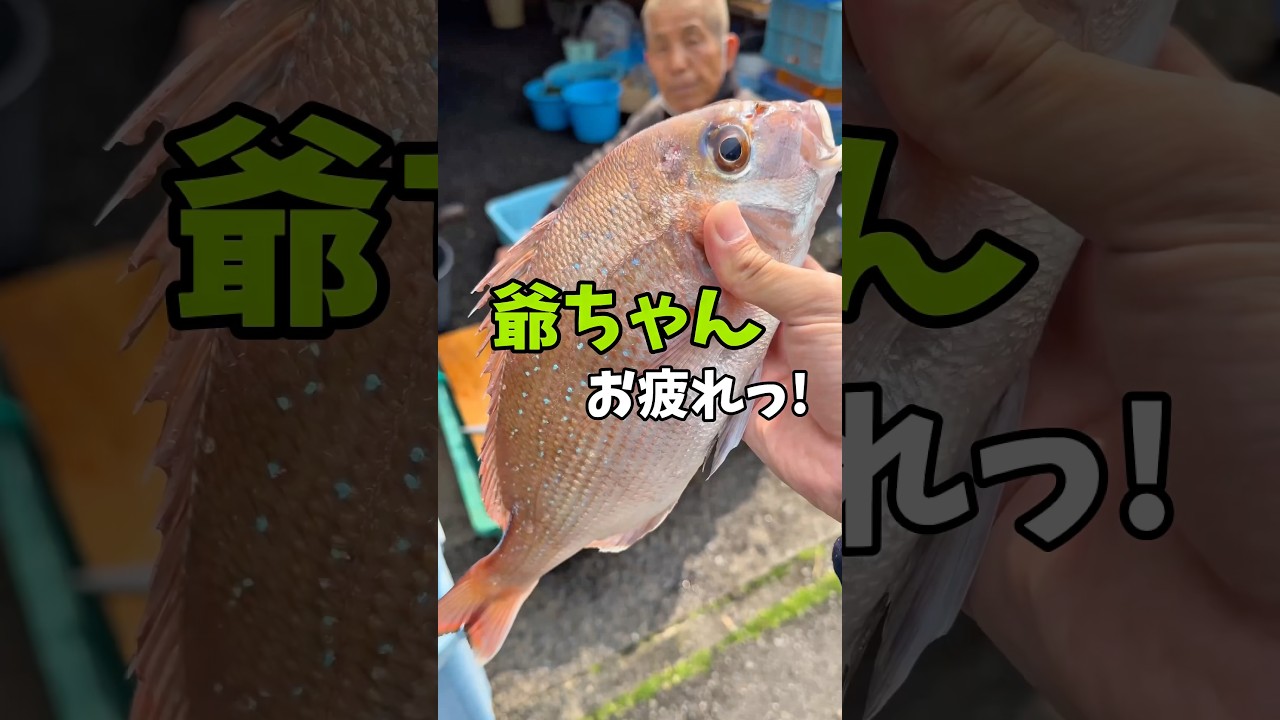 お客様が釣った『真鯛』を漁師の祖父に捌いてもらいました😆🐟‼️ #船長の日常 #淡路島