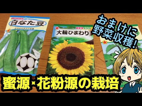 ミツバチに優しい植物