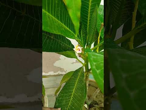 preety little baby #flowers #gardening #viral #plants #love #shortfeed #shorts #mukund choudhary