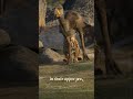 Roar of the Ancients: Unveiling Sabre-Toothed Cats
