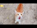 Cute Orange Cat Meowing Loudly Because Is Hungry Orangecats Catmeow Landofcats