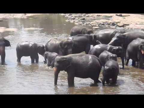 Elephant Orphanage - Pinnawala, Sri Lanka 01
