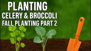 Fall Planting Part 2: Broccoli & Celery for a Bountiful Harvest