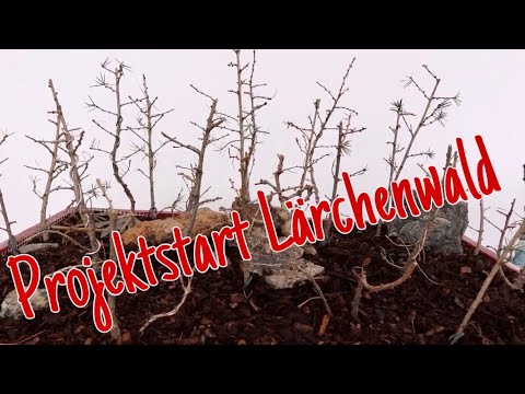 Lärchenwald starten mit Baumschulware im Bäckerkorb Pre-Bonsai 2023/15