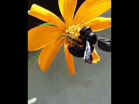 Bee pollination in flower.