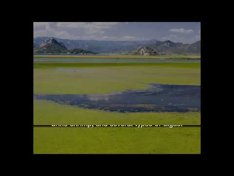 Great Salt Lake : A Journey Through Its Unique Ecosystem and Cultural Impact || Chronicles of fame