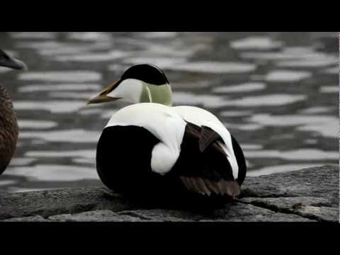 download lagu mp3 mp4 Eider à Duvet, download lagu Eider à Duvet gratis, unduh video klip Eider à Duvet