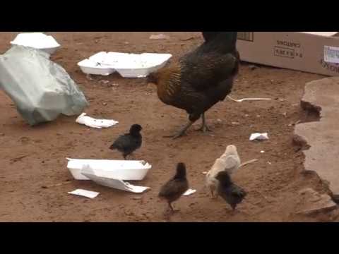 Malehice, afrikanisches Huhn zeigt seinen Küken wo der Hammer hängt