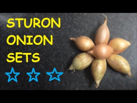 , title : 'Sturon Onion Sets and Shoutouts #onions #gardeninguk #growingonions
