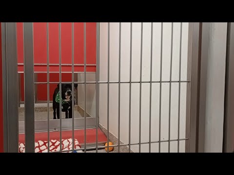 Cedric 2y A850163 kennel 162 PACC shelter 459