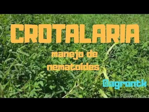 , title : '17. PLANTIO de CROTALARIA para MANEJO de CONTROLE de NEMATOIDES'