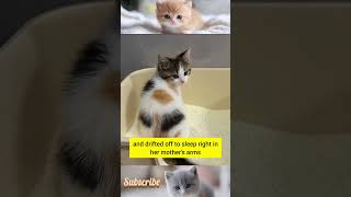 Lovely Cat Story🤯 #dog #funny #dogshorts #dogcoach #doggielife #cat #cutedog #catvideos #catlife