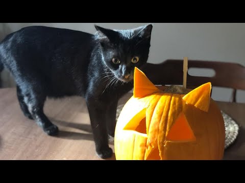 Halloween Pet Slideshow 2025 - YouTube