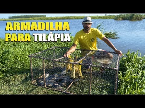 A MELHOR ARMADILHA PARA PESCAR TILÁPIA | DICA Como fazer armadilha para peixes com cano de PVC