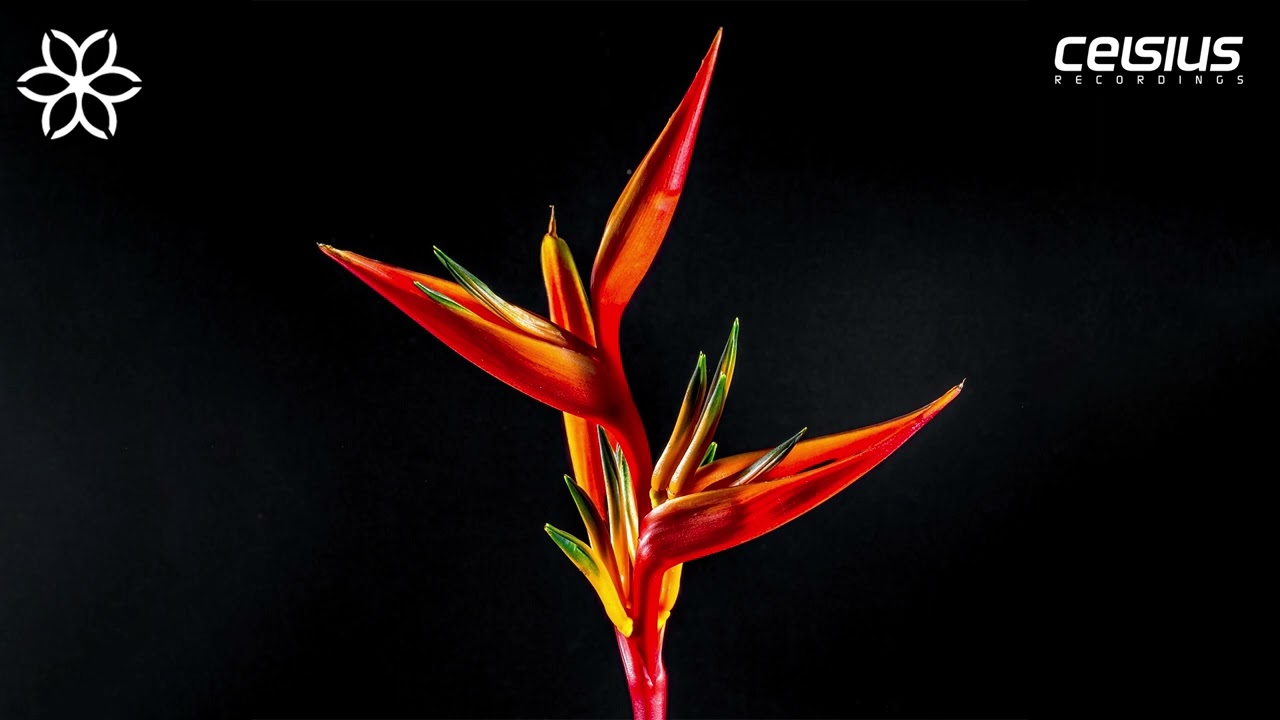 Impression and DA TU - Don't Wait