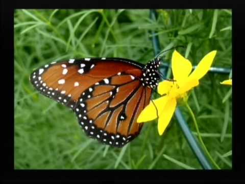 Thiyahen Nuhahdhavaasha