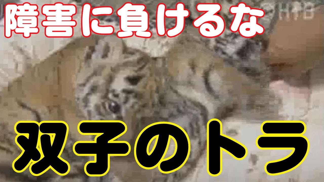 国内初の人工保育　脚に障害のアムールトラ