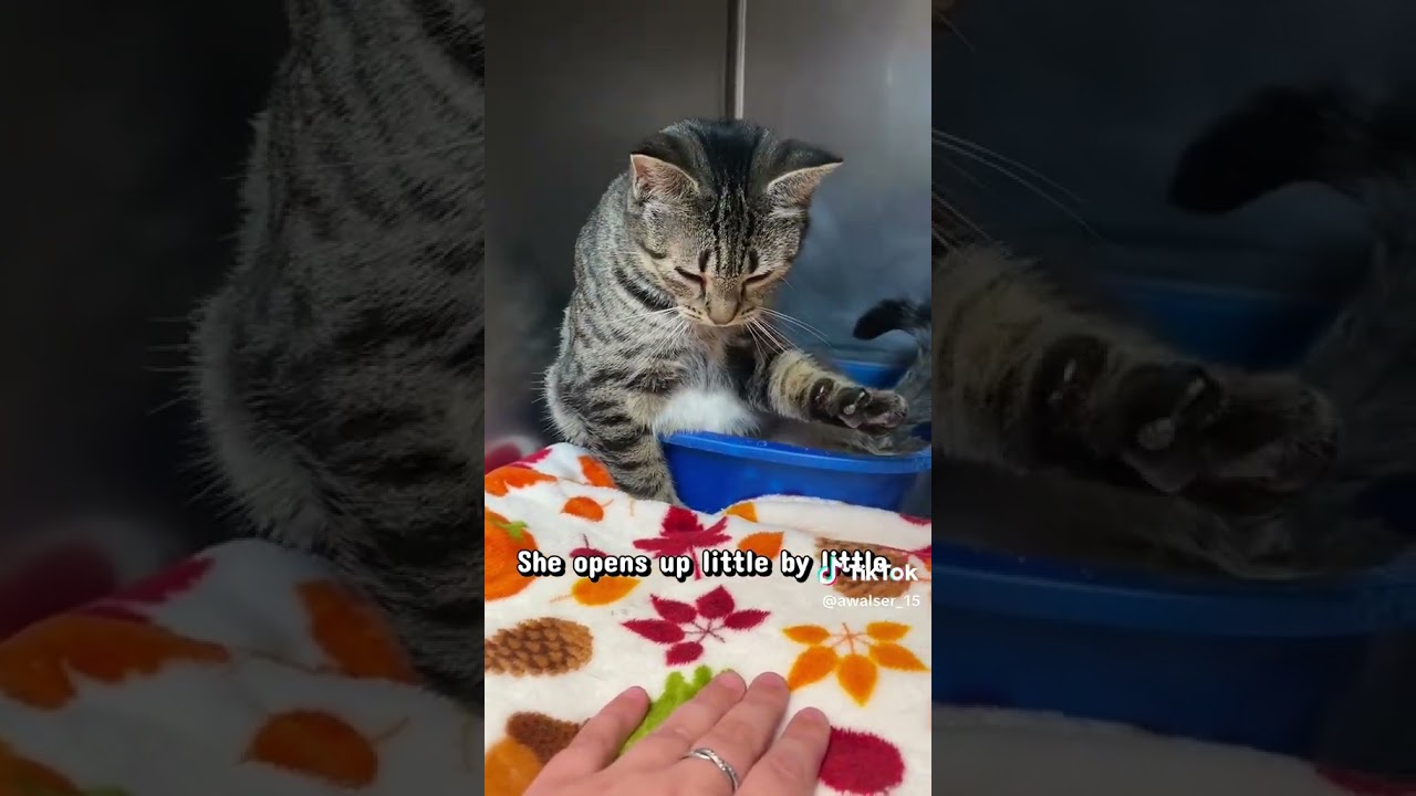 Marla, a Adoptable Domestic Short Hair in Newport, NC video 6/6
