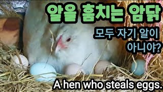 알을 훔치는 놈이 누구야! A hen who steals eggs.