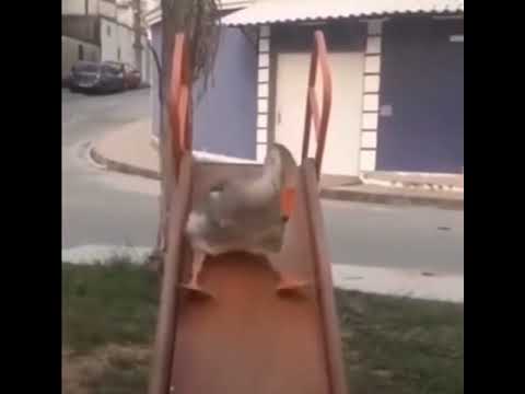 Infected Unicorn, VSN7, †HR33ΔM, Skeler, Fraunhofer Diffraction