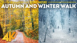Autumn to Winter Nature Walk 4K | Real Forest Sounds, ASMR Footsteps, Snow & Fall Foliage