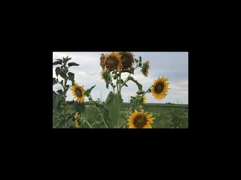 hmoob cov tshuaj ntsuab pab mob txheeb zig, phob vog, thiab yaug cev.