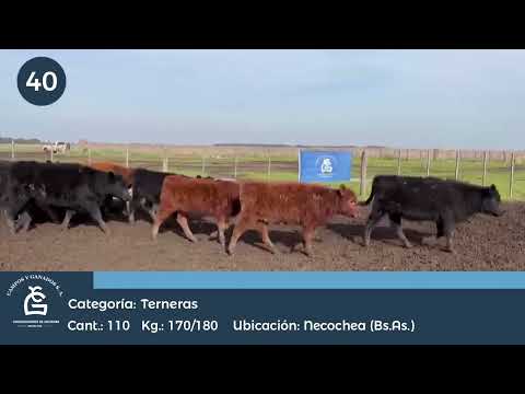Lote Hembras Necochea Bs As