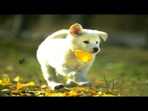 Phan Lan lam banh beo dfsafsaf ddsaf dsaf7944