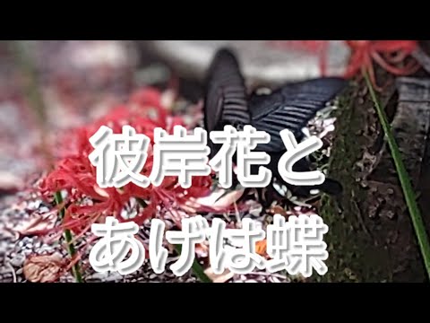 「農夫が妻を探しています」: 蝶が飛び立っていますが、どこにでもいるわけではありません