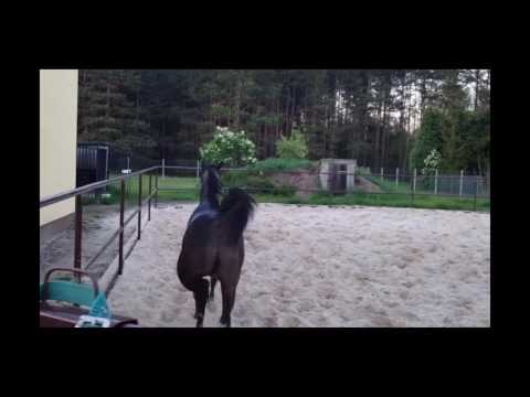 LF AARMAAN VITTORIO AT TK ARABIAN CENTER