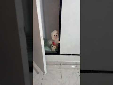 Perreza enseñó a Shakira a mover las caderas 😜💃