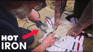 A Vet Demonstrates How To Disbud a Baby Goat
