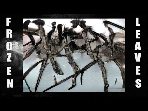 ✢TRiPPJONES - LASER AIM [PROD. MUTANT JOE]✢