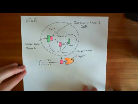 Nuclear Factor of Activated T Cells and Nuclear Factor Kappa B Part 3