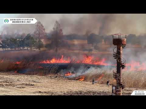 春の風物詩｜渡良瀬遊水地ヨシ焼き（令和6年）