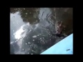 Alligator Attacks Polish Guy Kurwa