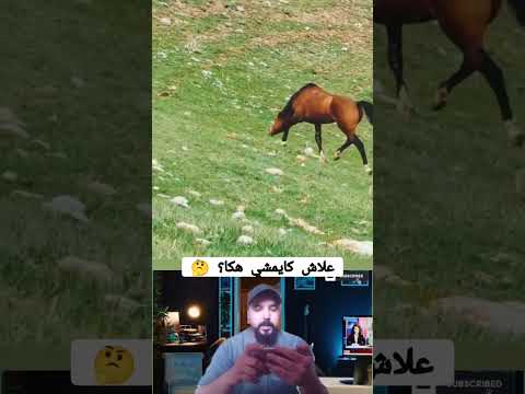 حصان غريب حيّر العالم 😱 شوفوا كيفاش كايمشي... شنو السبب؟