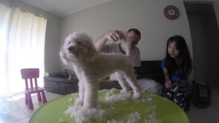 1 Minute Poodle Cut