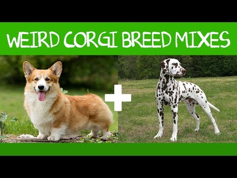 Corgi Goes With Everything: 16 Adorable Corgi Mixes!