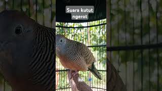 Download lagu Perkutut lokal ngerot mp3